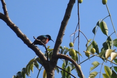 Cinnyris chloropygius