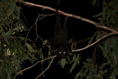 Pteropus alecto