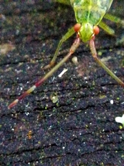 Pantilius tunicatus