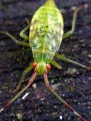 Pantilius tunicatus