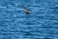 Phalacrocorax capillatus