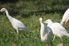Bubulcus ibis