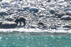 Ursus arctos lasiotus