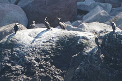Phalacrocorax capillatus