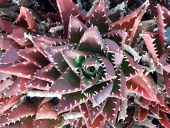 Aloe brevifolia