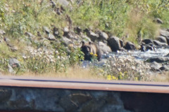 Ursus arctos lasiotus