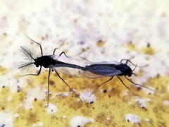 Chironomidae