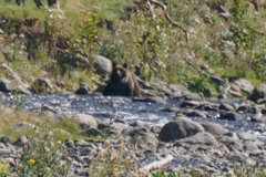 Ursus arctos lasiotus