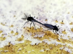 Chironomidae