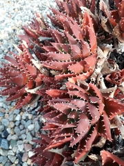Aloe brevifolia