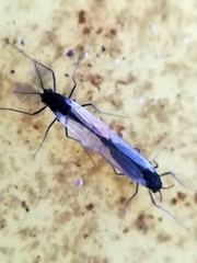 Chironomidae