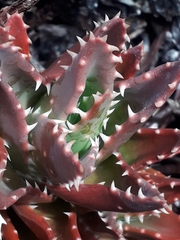 Aloe brevifolia