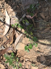 Goodenia hederacea alpestris