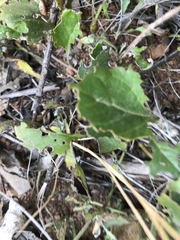 Goodenia hederacea alpestris