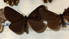 Odezia atrata