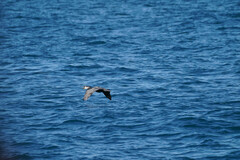 Phalacrocorax capillatus