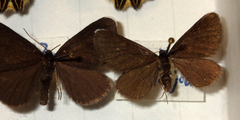 Odezia atrata