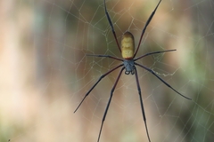 Trichonephila fenestrata