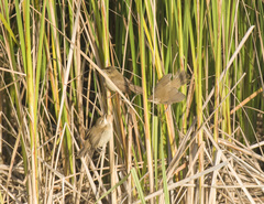 Acrocephalus agricola