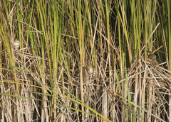 Acrocephalus agricola