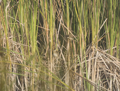 Acrocephalus agricola