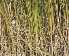 Acrocephalus agricola