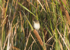 Acrocephalus agricola