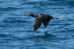 Phalacrocorax capillatus