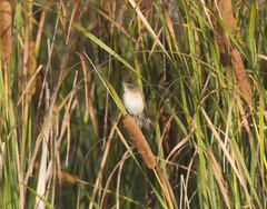 Acrocephalus agricola