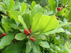 Synsepalum dulcificum