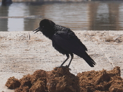 Corvus capensis