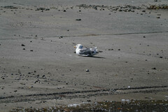 Larus schistisagus