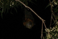 Pteropus poliocephalus