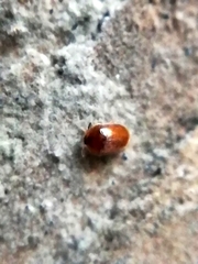 Sericoderus