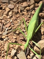 Didymuria violescens