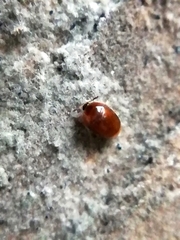 Sericoderus