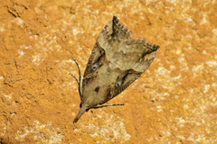 Hypena rostralis