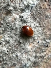 Sericoderus