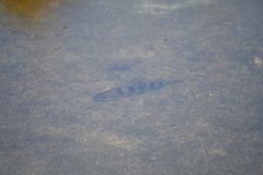 Perca fluviatilis