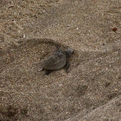 Lepidochelys olivacea