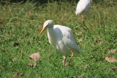 Bubulcus ibis