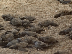 Lepidochelys olivacea