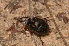 Onthophagus ferox