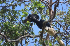 Bycanistes subcylindricus