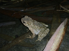 Phrynoidis asper
