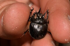 Onthophagus ferox