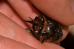 Onthophagus ferox