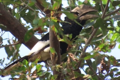 Bycanistes subcylindricus