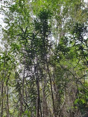 Pseudopanax linearis