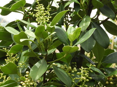 Clusiaceae